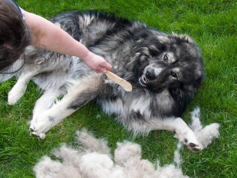 owner brushing caucasian shepherd dog