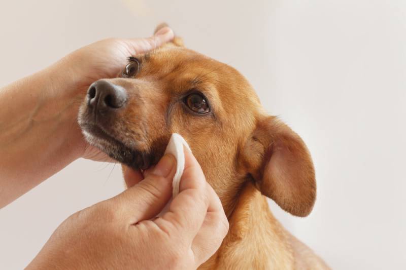 owner cleaning eyes of the dog using wipes