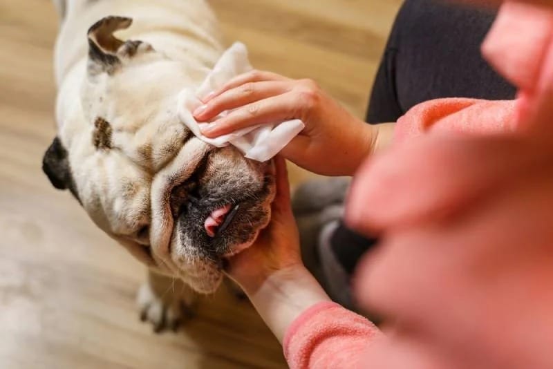 owner cleaning her dogs face