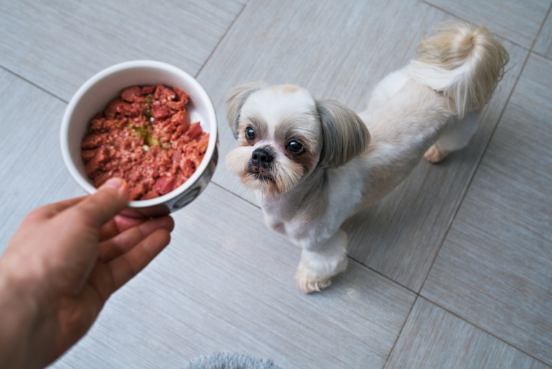 owner feeding shih tzu with dog food
