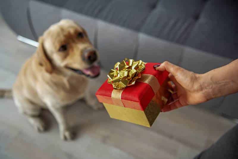 owner giving pet dog a gift