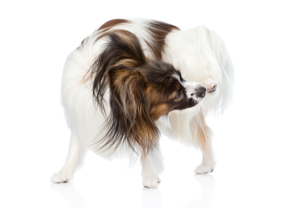 papillon dog scratching