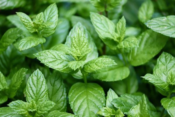 peppermint plants