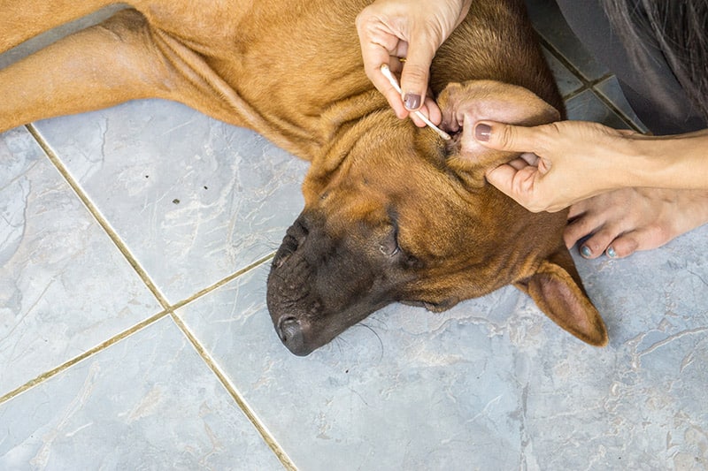 person cleaning dog's ear with cotton swab