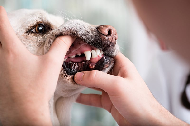 person examining dog's mouth