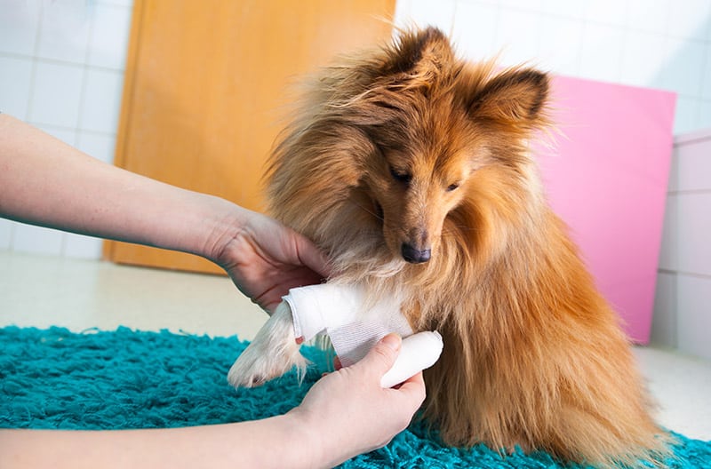 person putting bandage on a sheltie dog's leg