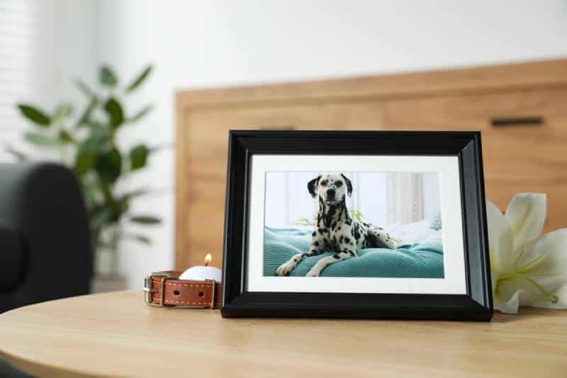 picture frame of a dog who passed, funeral of dog