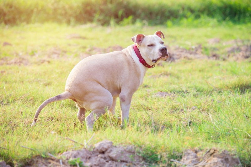 pitbull dog pooping on the grass