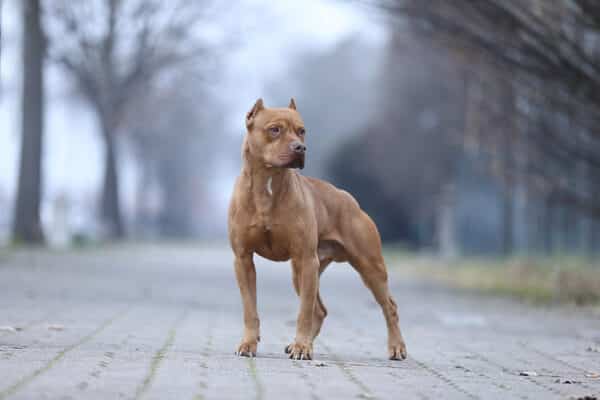 pitbull dog standing in the middle of bricked pathway