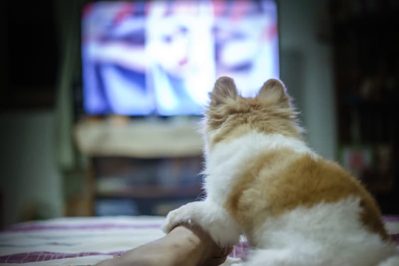 pomeranian dog watching tv