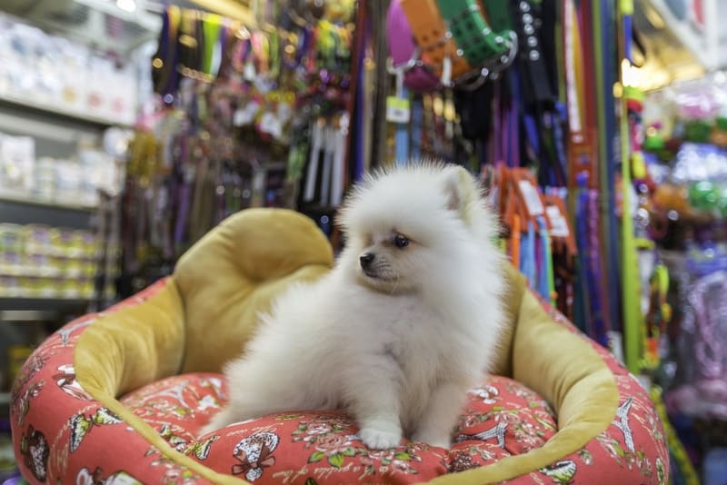 pomeranian puppy sitting on dog bed in a pet store