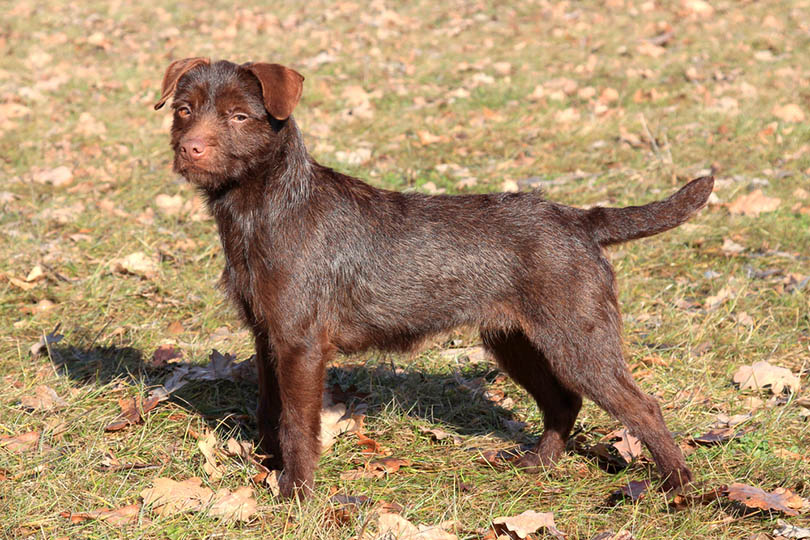 portrait of brown Patterdale Terrier dog