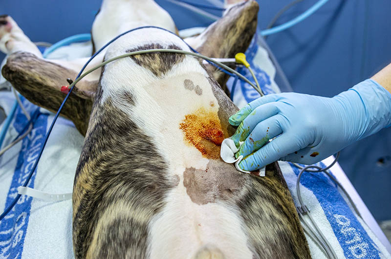 post surgery of histiocytoma on a dog