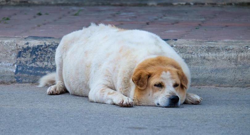 pregnant Golden Retriever dog lying outdoor