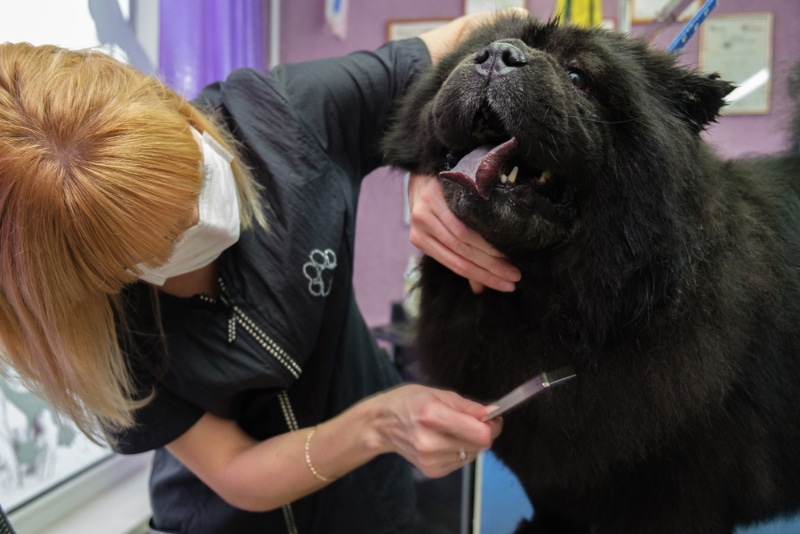 professional groomer brushing chow chow dog