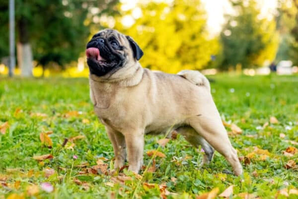pug dog standing on grass at the park