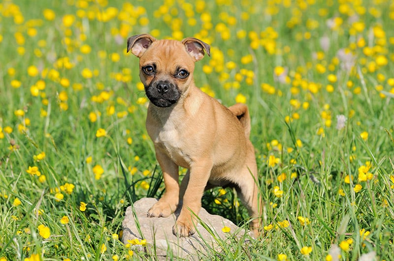 puggle puppy