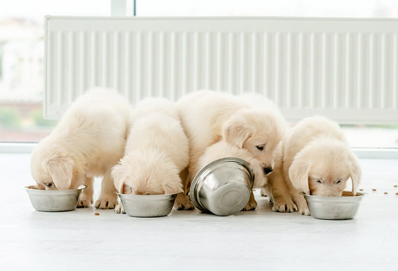 puppies eating from bowls together