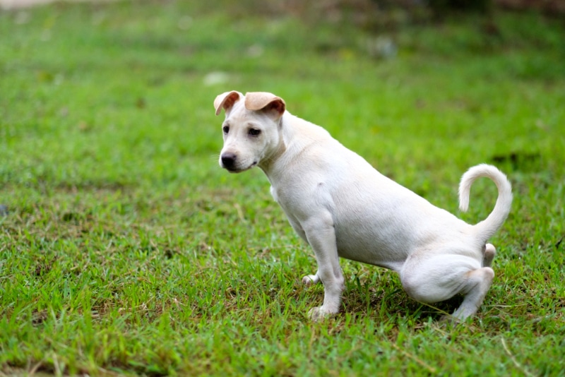 puppy peeing on grass