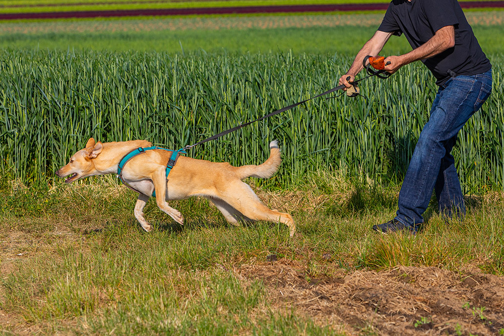 reactive dog pulling the leash