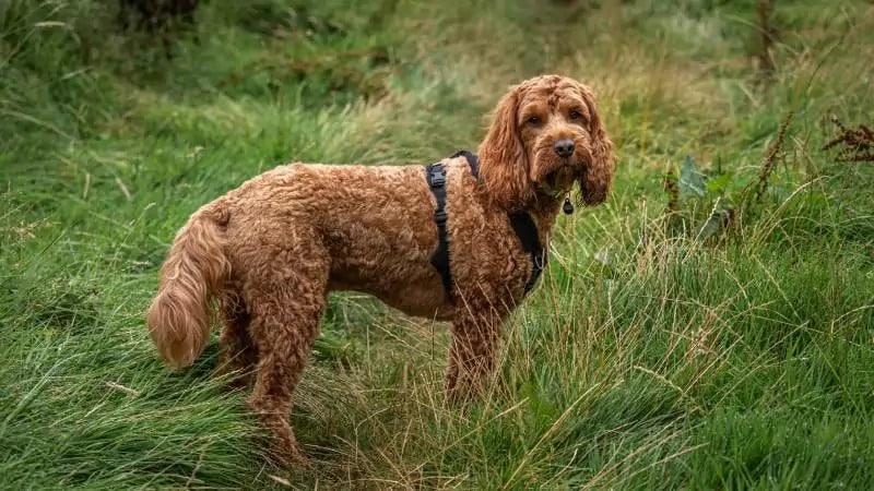 red cockapoo dog standing