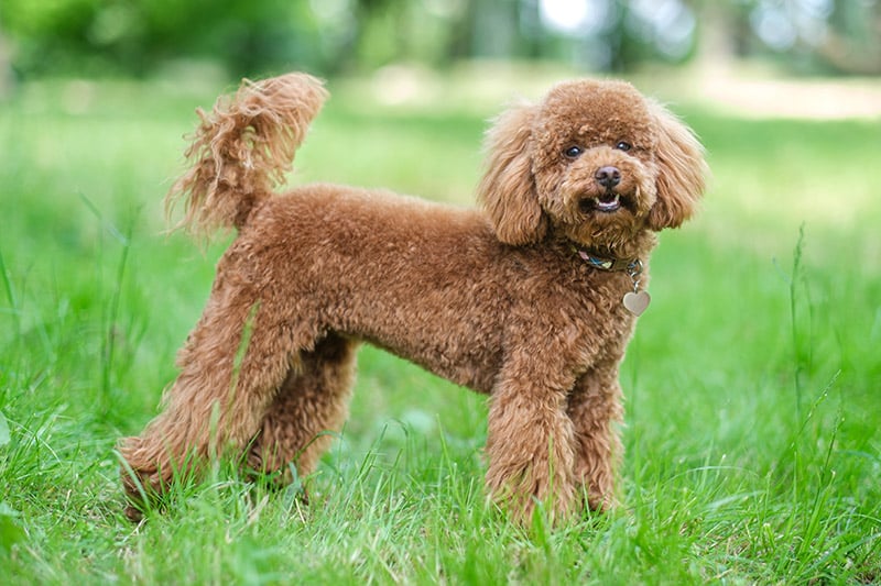 red toy poodle dog at the park