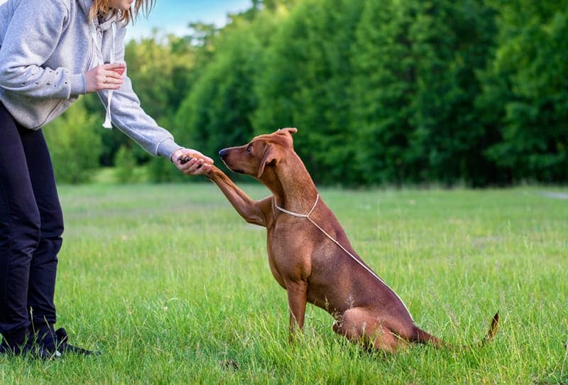 rhodesian ridgeback dog giving paw in training