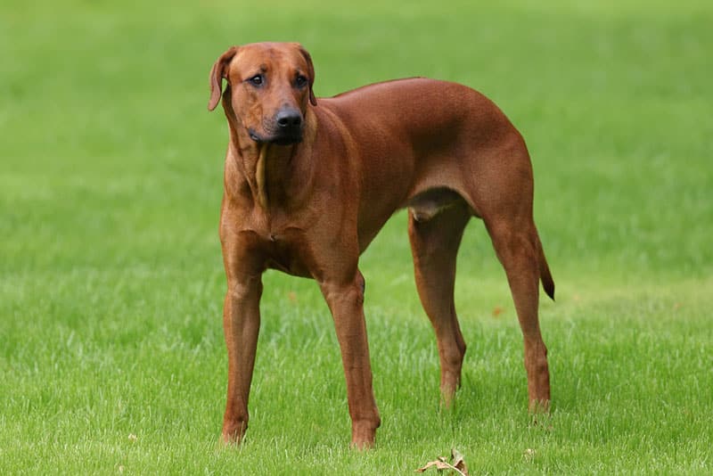 rhodesian ridgeback dog standing in the meadow