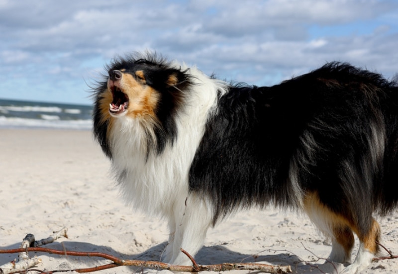 rough collie dog barking at the beach
