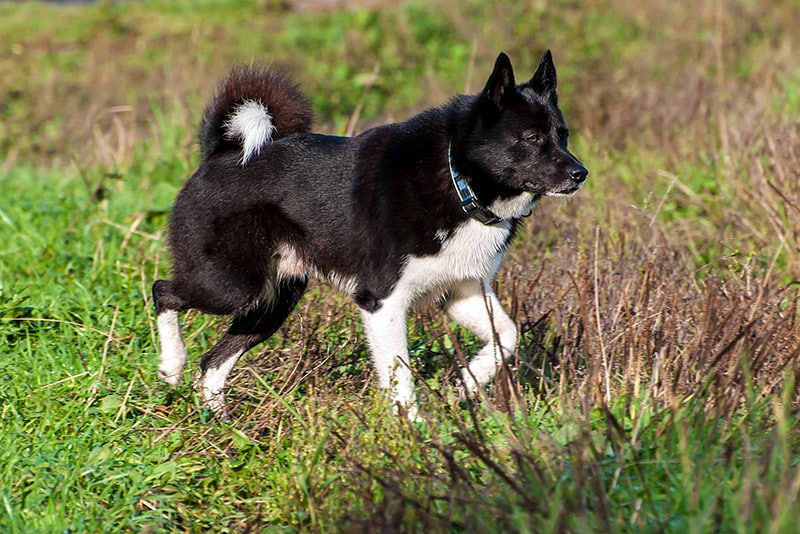 russian european laika dog at the park