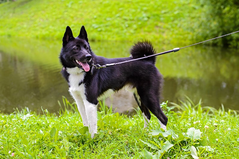 Russian - European Laika dog going for a walk