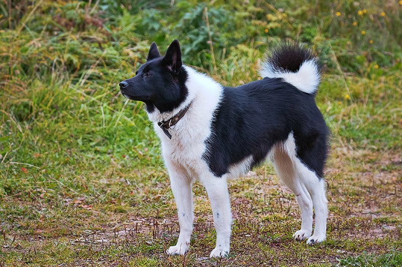 Russian European Laika dog