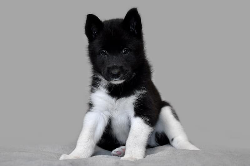 Russian-European Laika puppy