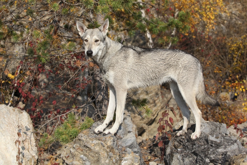 saarloos wolfdog standing on rocks