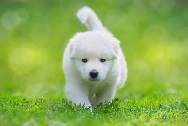 samoyed labrador mix puppy walking on the grass