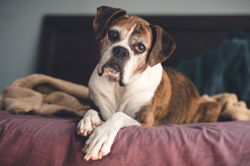 senior boxer dog lying on bed