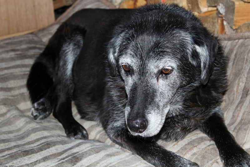 senior dog lying on mat