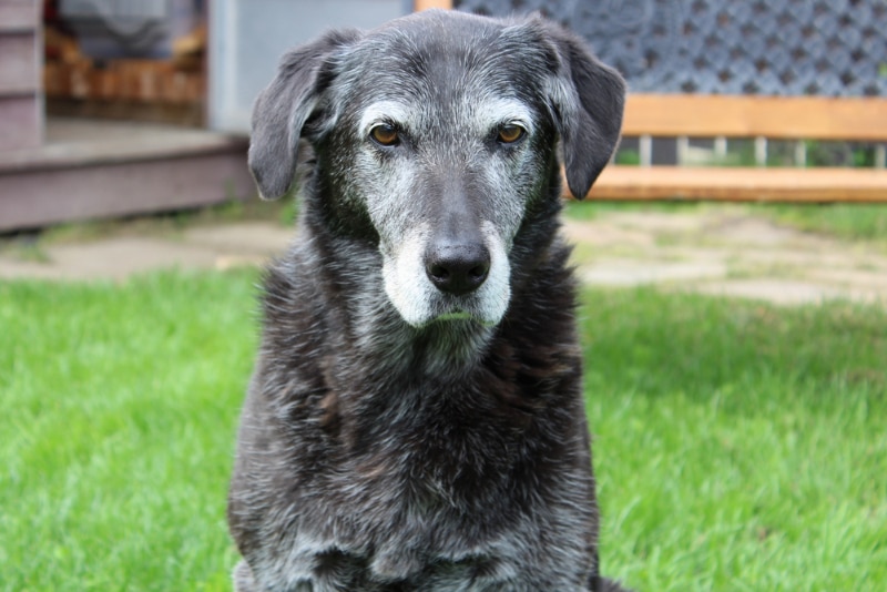 senior dog sitting in the backyard