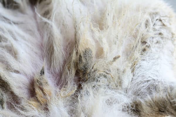 severe matting on dog fur