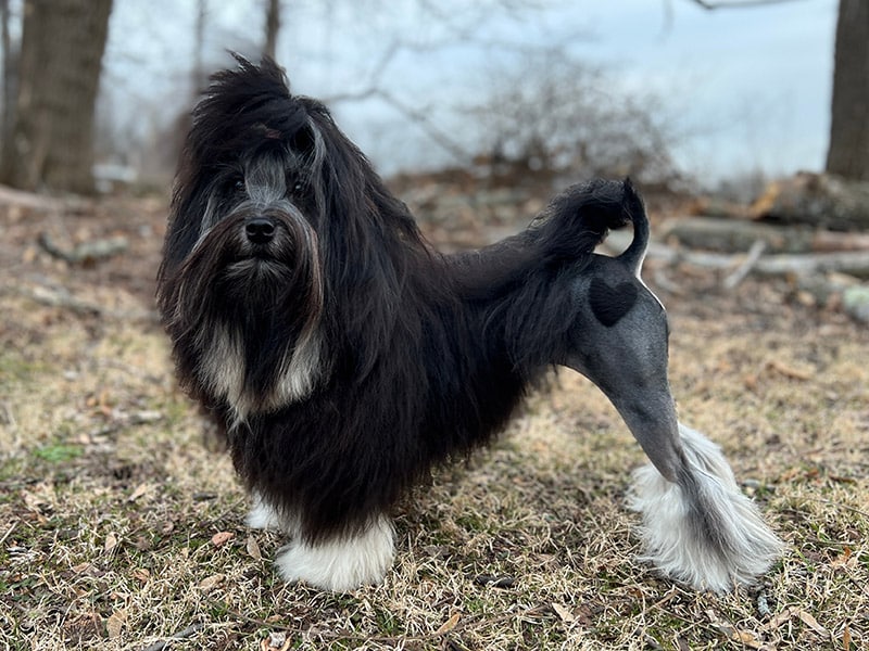 shaved back Lowchen dog