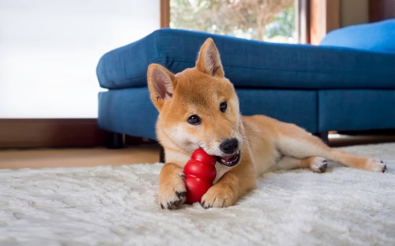 shiba inu dog chewing a kong toy