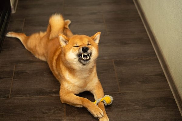 shiba inu dog sneezing