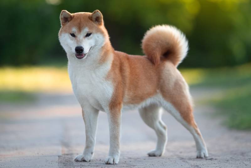 shiba inu dog standing on the road