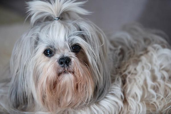 shih tzu dog at home