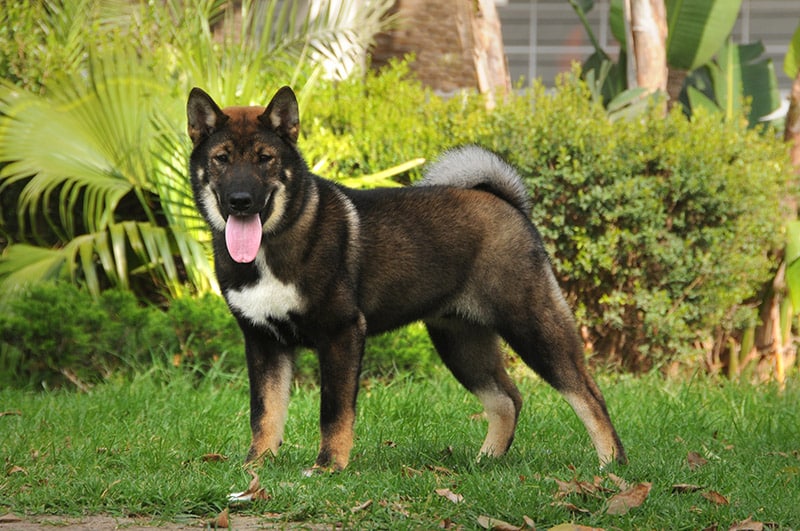 shikoku dog in the lawn