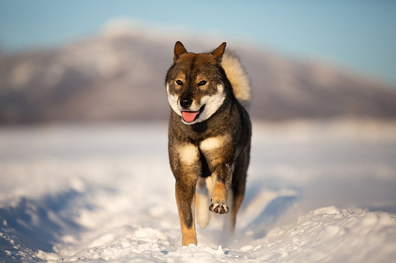 shikoku dog running in the snow