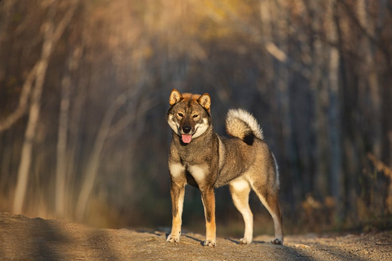 shikoku dog standing in the forest