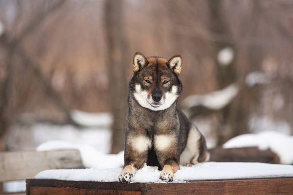 shikoku lying outside during winter