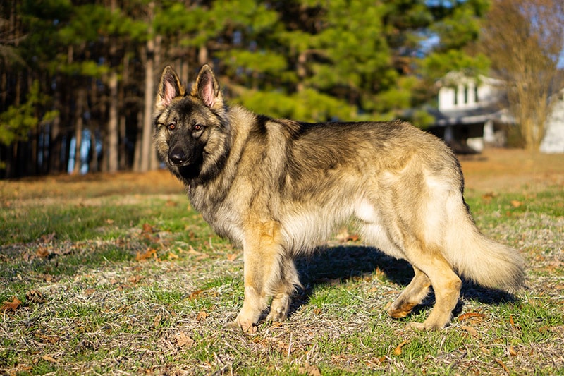 shiloh shepherd dog at the park