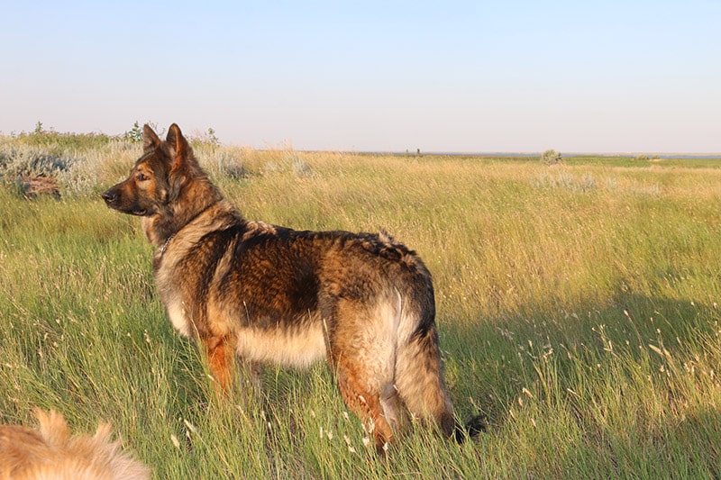 Shiloh Shepherd dog in the Field